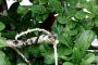 Amazonas06 - 021 * Silver-beaked Tanager.